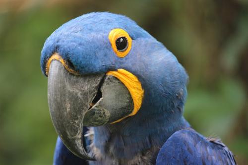 The Hyacinth Macaw 